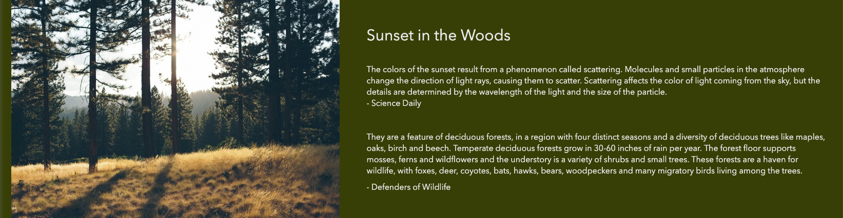 site builder wide row layout with image card and text card